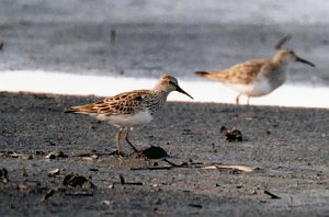 Sandpiper, Pectoral, Credit Island, IA, 4-1996 B04P34I01